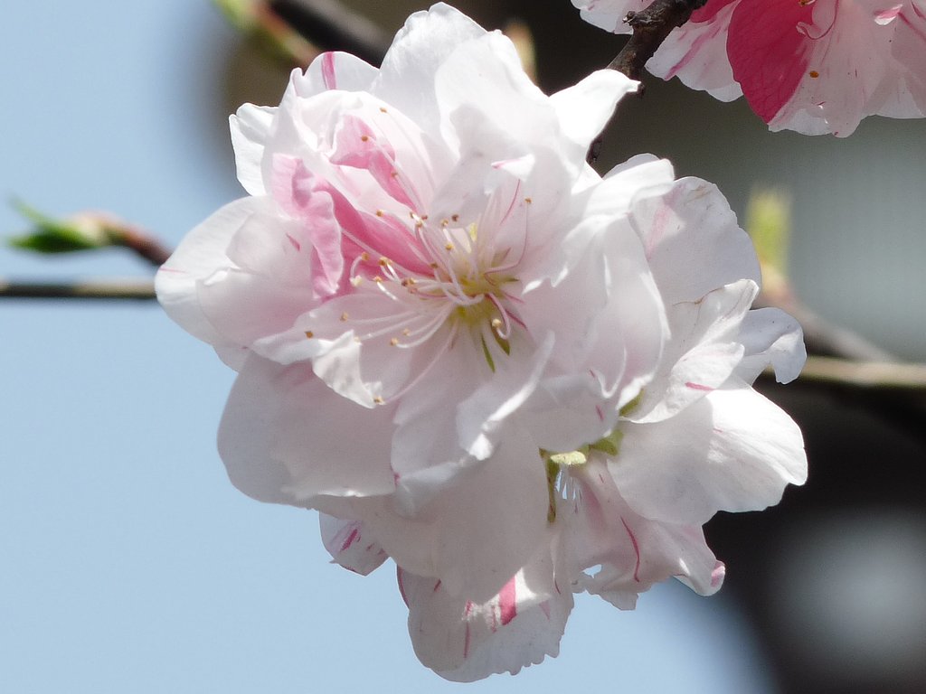 花桃