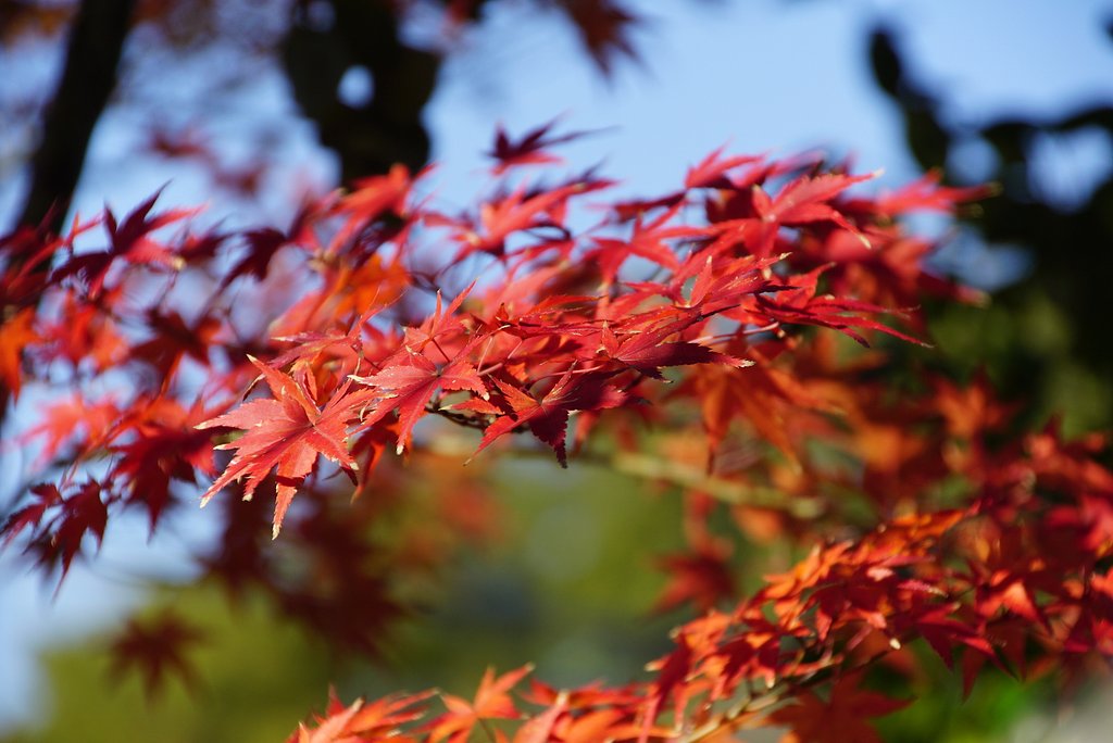 紅葉