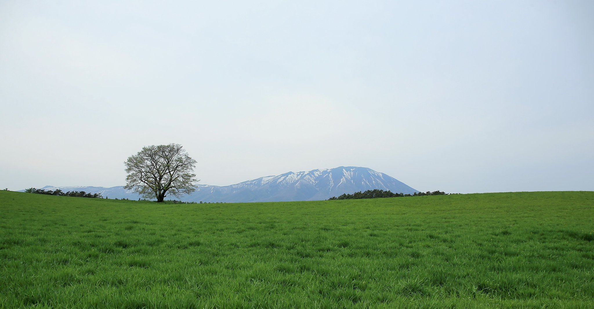 【広がり】小岩井の一本桜