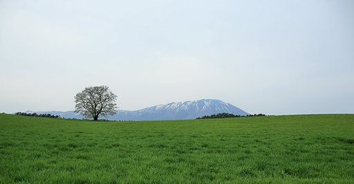 【広がり】小岩井の一本桜
