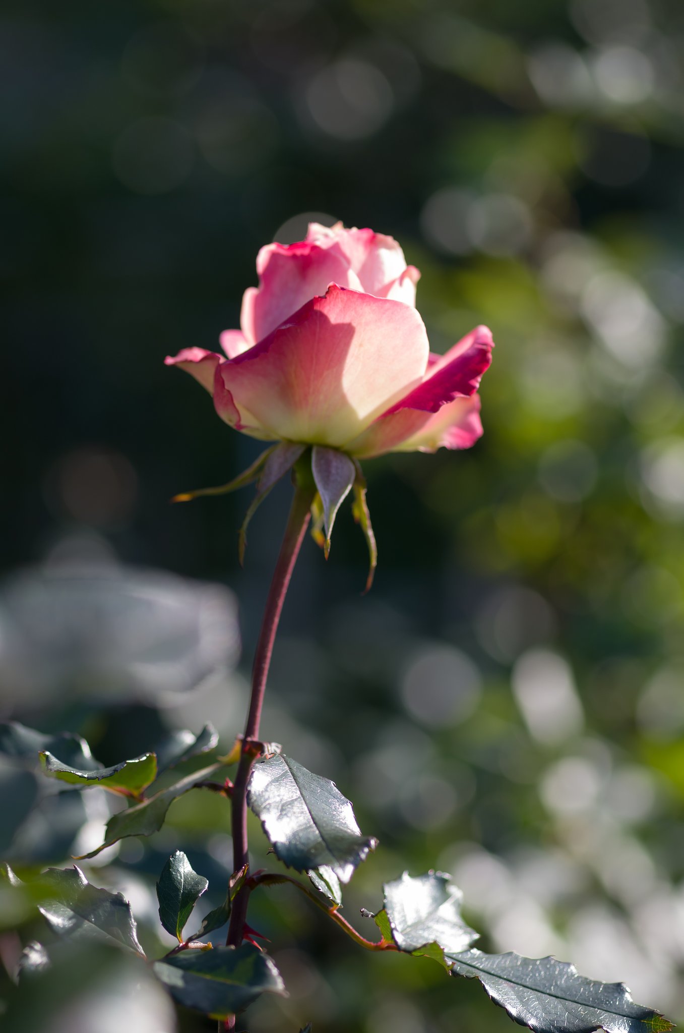 SIGMA MACRO 70mm F2.8 