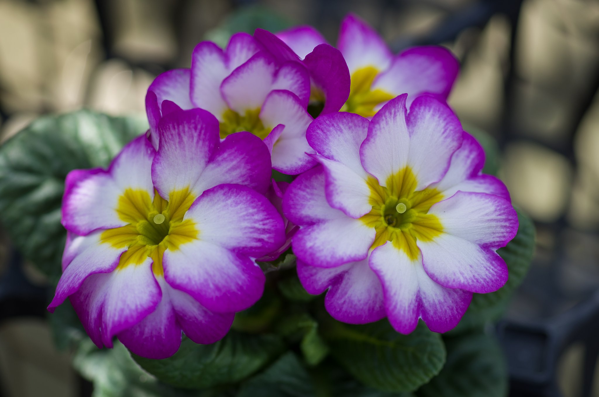 SIGMA MACRO 70mm F2.8 