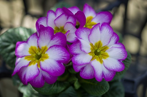 SIGMA MACRO 70mm F2.8 