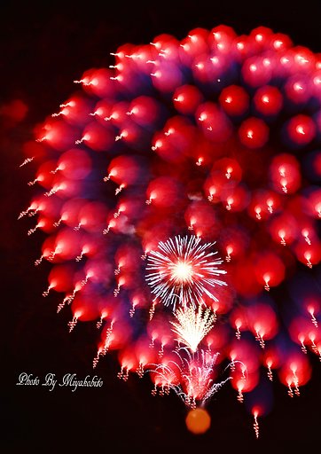 夜空に不思議な花