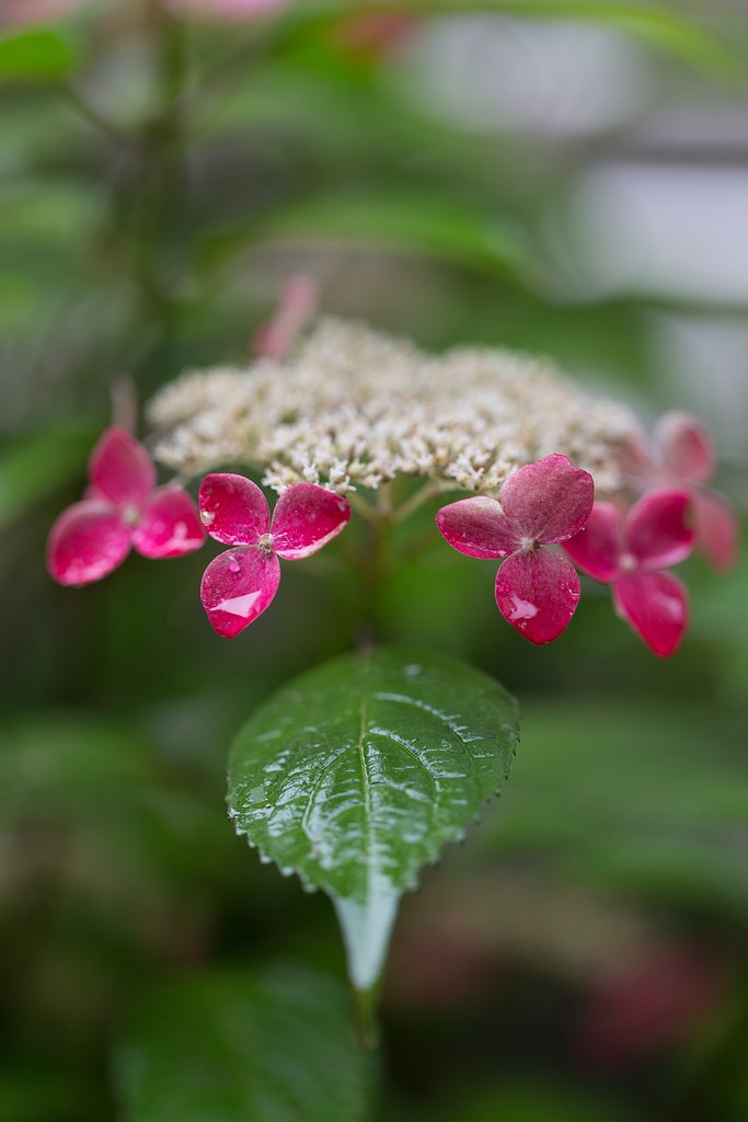 EF100mm F2.8 L MACRO IS USM