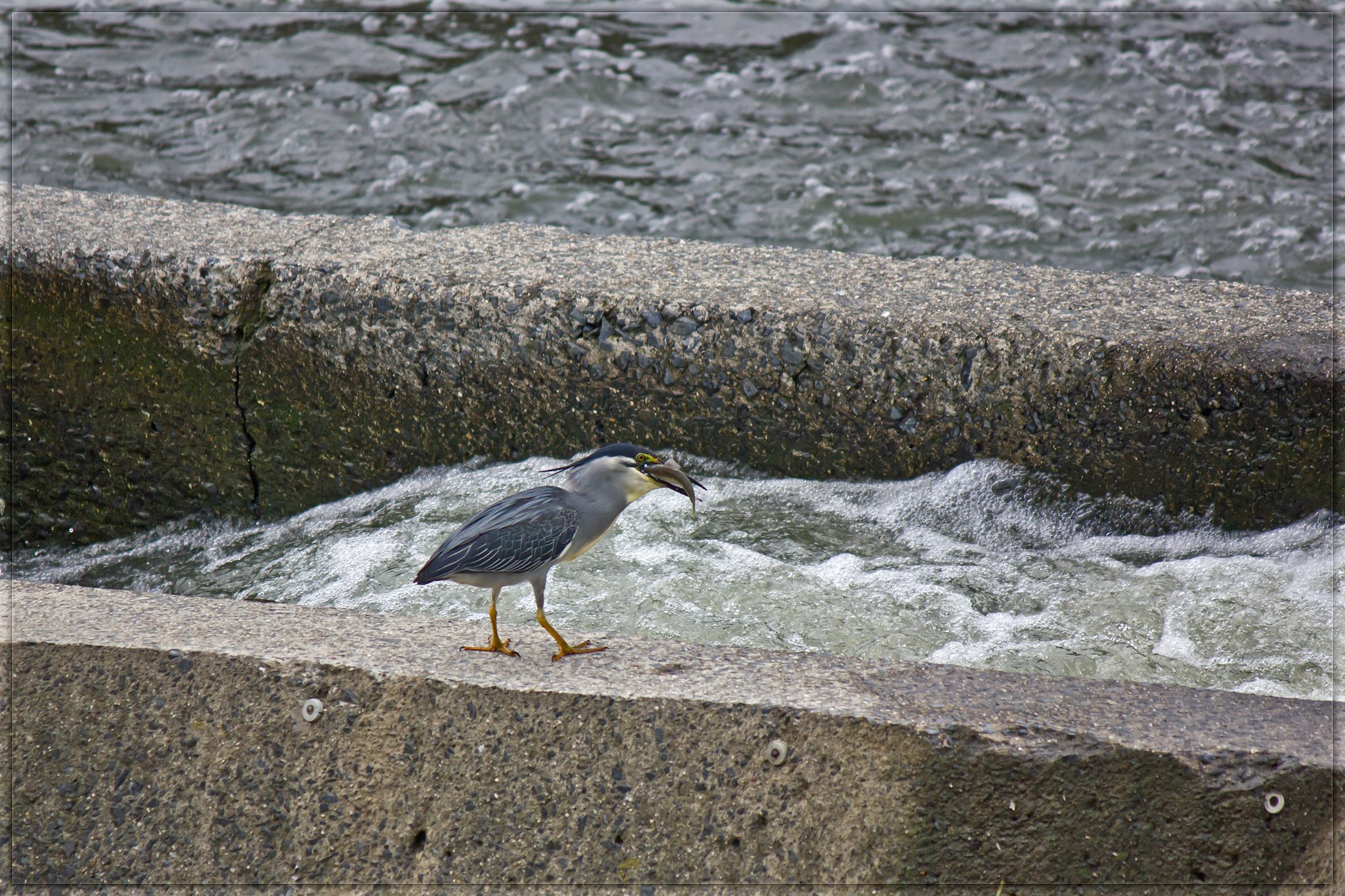 美味しいお顔