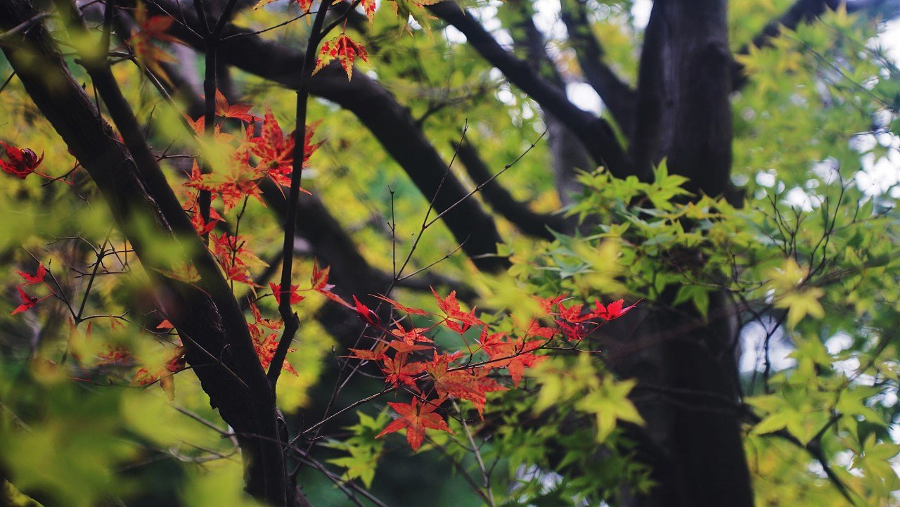 気の早い紅葉・・・