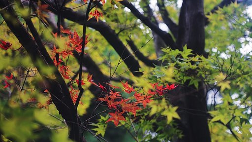 気の早い紅葉・・・