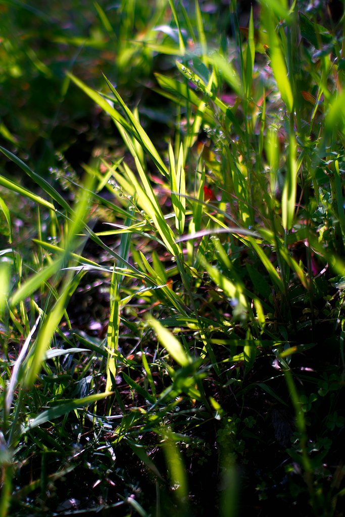 SD15 + AF 30mm F1.4 EX DC HSM