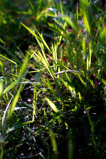 SD15 + AF 30mm F1.4 EX DC HSM