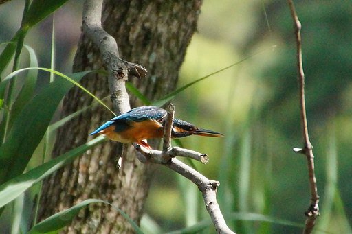 カワセミ