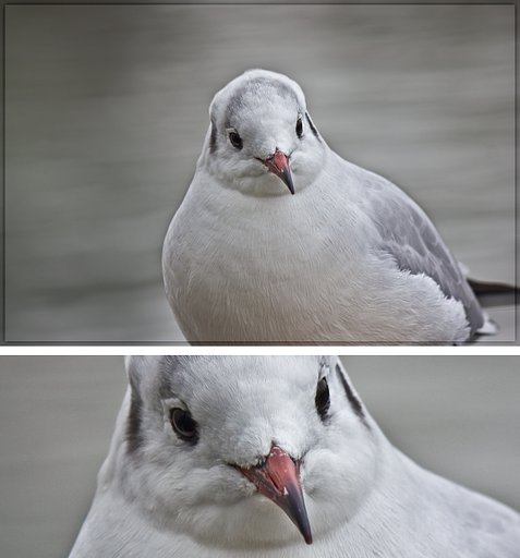 ユリカモメのお顔