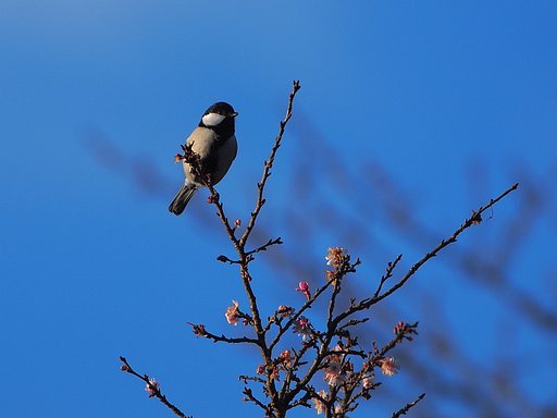 春はまだかな