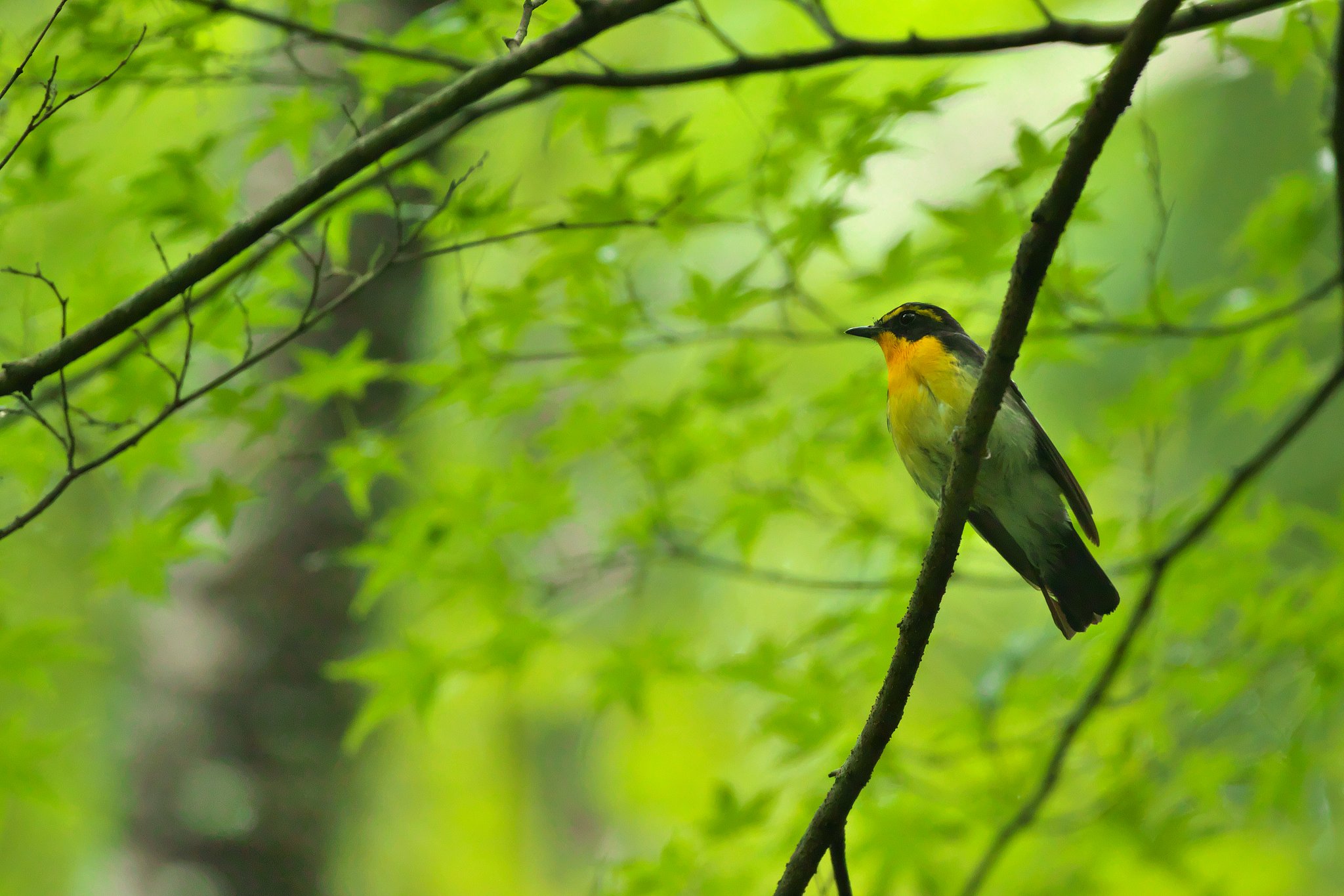 キビタキ♂