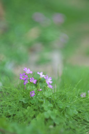 Fuji XF56 1.2