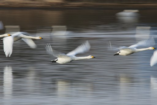 久々の白鳥ちゃん～