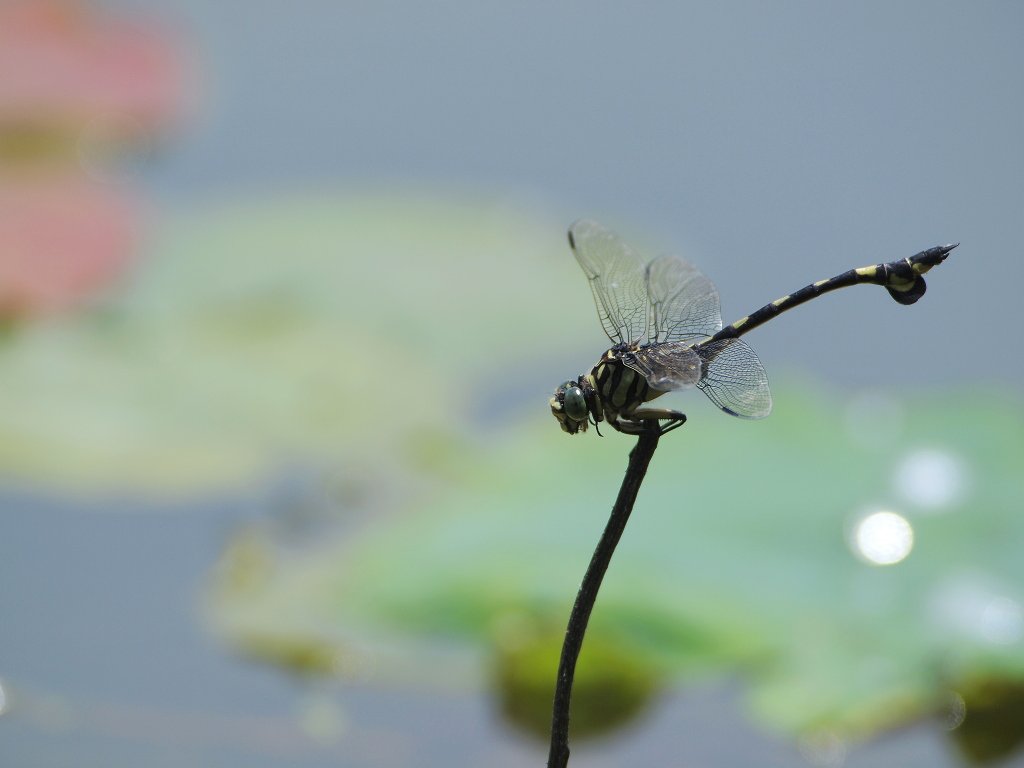 夏池に一休み
