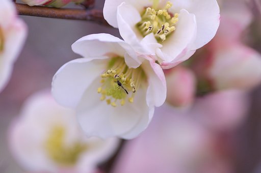 堤に木瓜