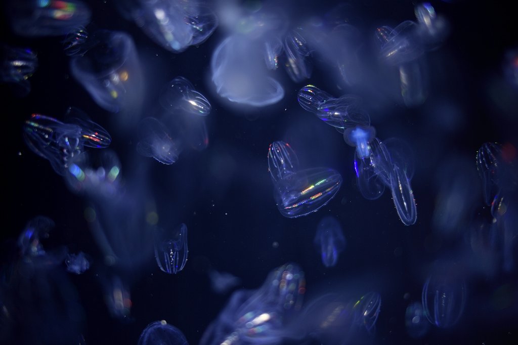 ウリクラゲ