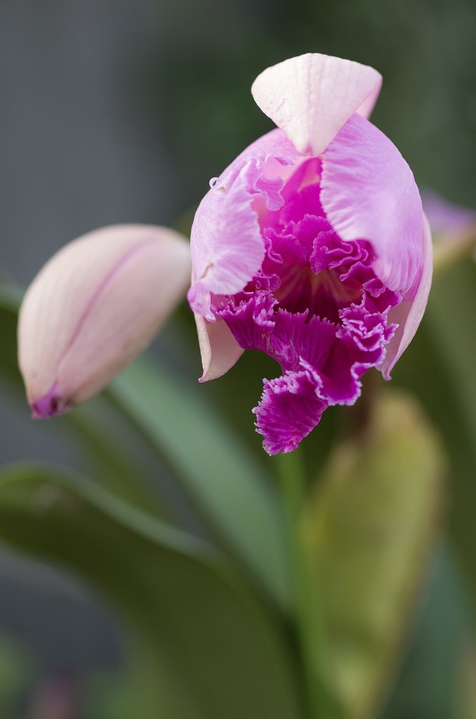 SIGMA MACRO 70mm F2.8 