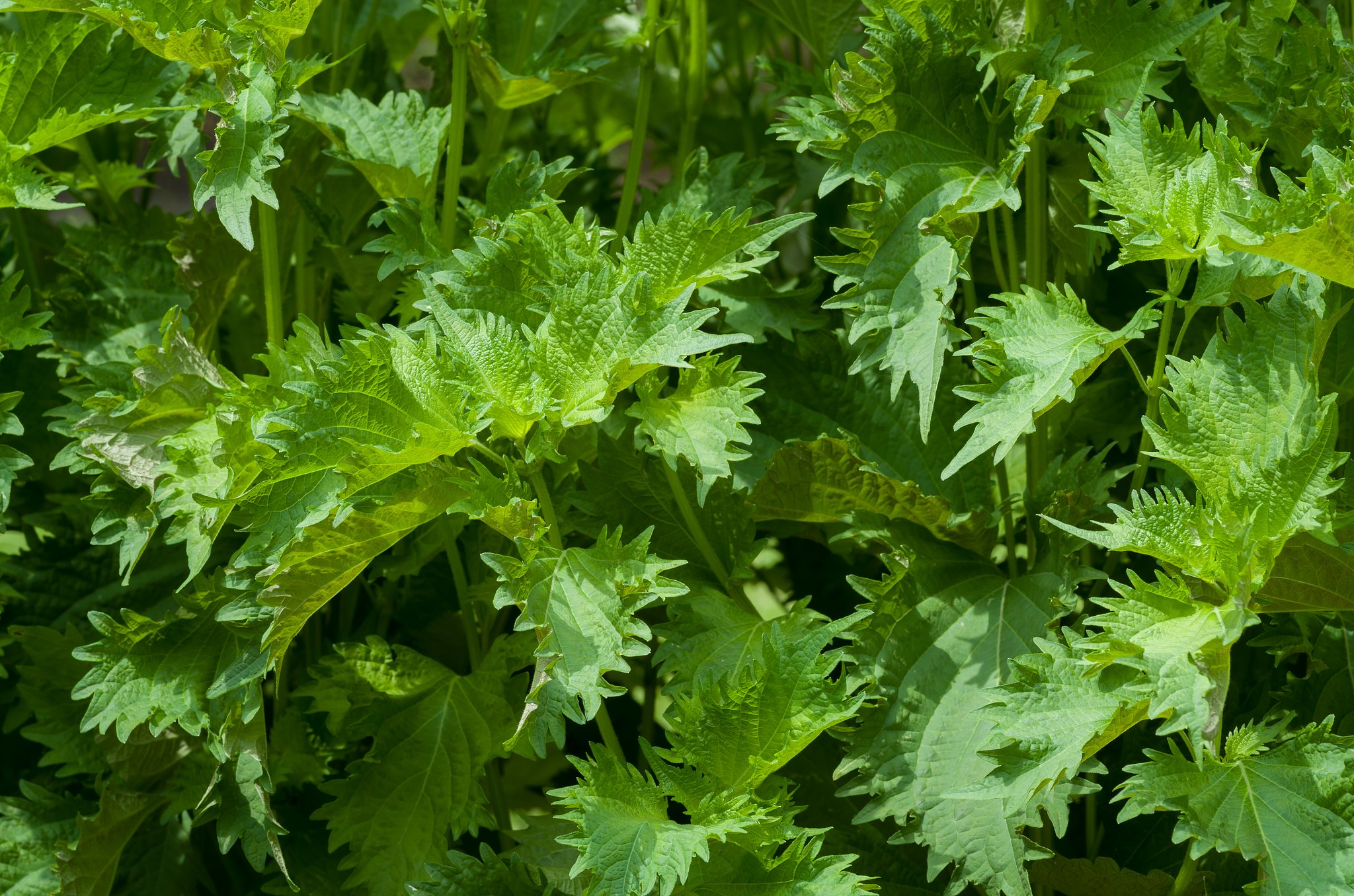 PENTAX-D FA MACRO 100mmF2.8 