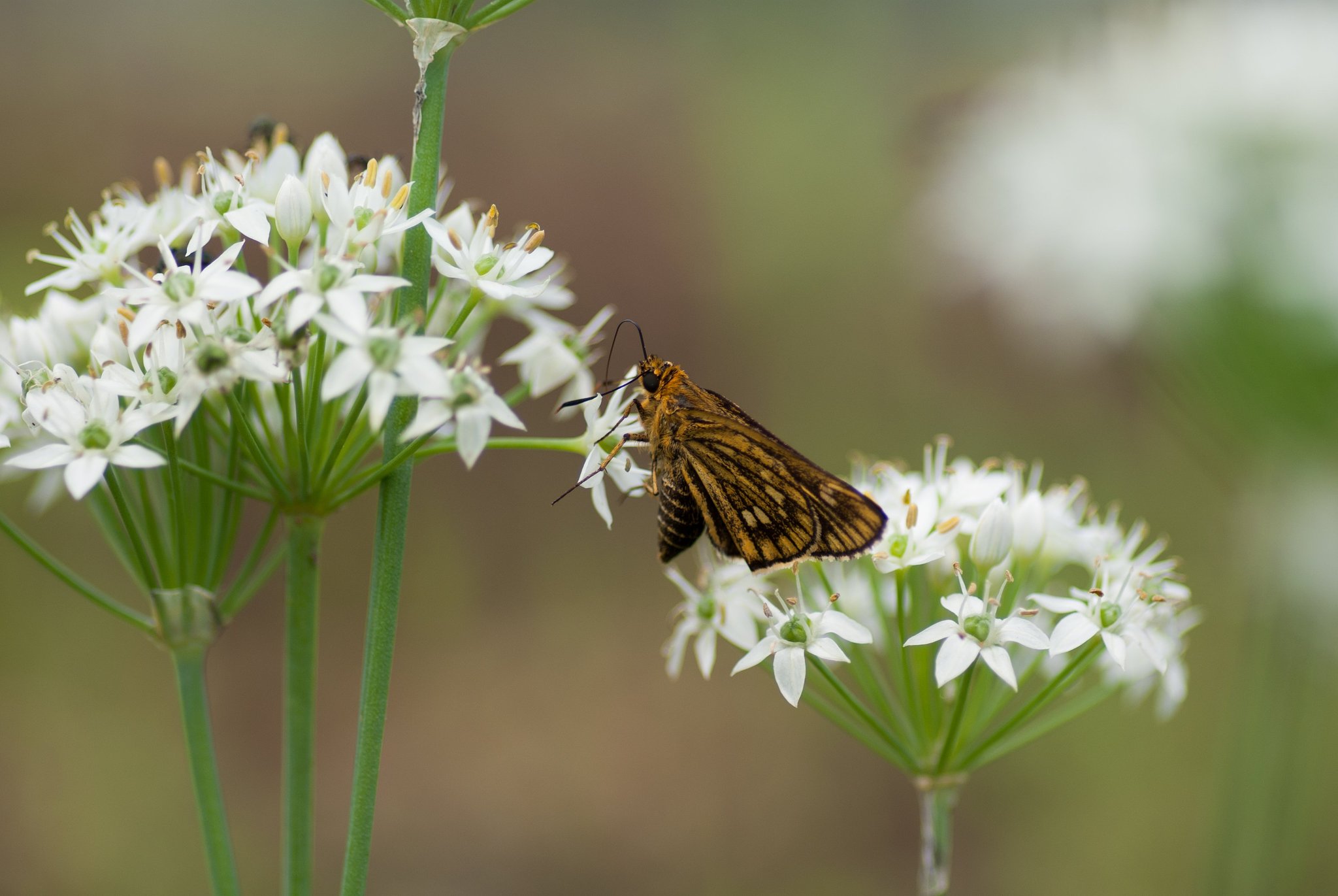 チャバネセセリ!