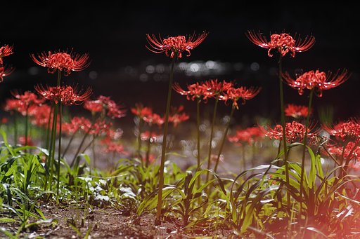 Panasonic LEICA DG NOCTICRON 42.5mm/F1.2 ASPH.