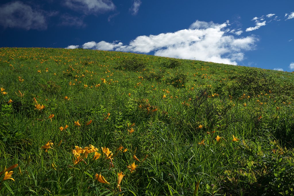 Distagon FE 35mm F1.4 ZA