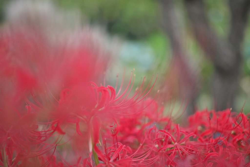 EF35 F1.4LⅡ