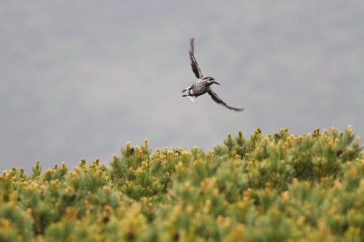 ホシガラス飛ぶ