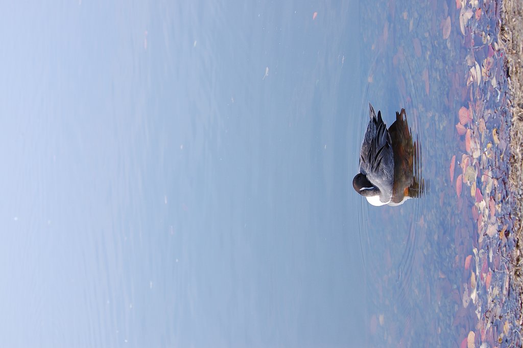 NIKON 80-400/4.5-5.6VR