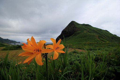 花の島２