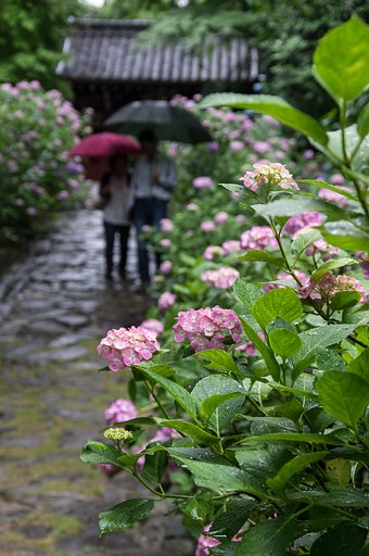 雨また楽し・・