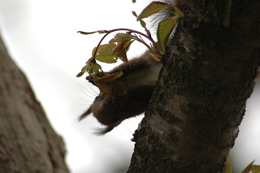お食事