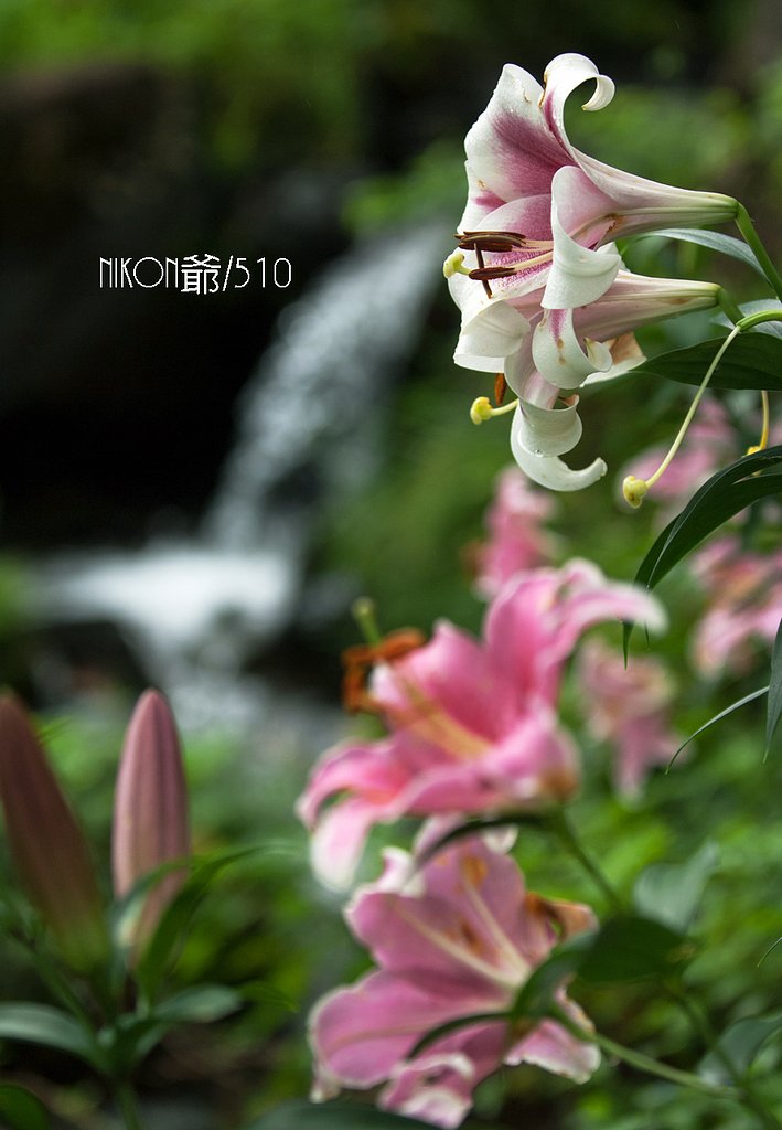時間差開花