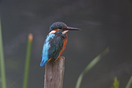 家から3分カワセミ