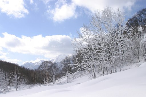 雪の絨毯