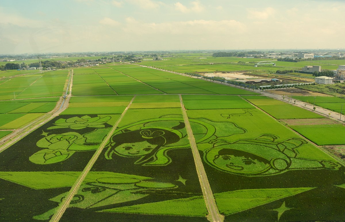 田んぼアート