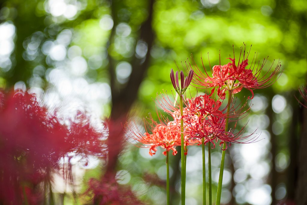 彼岸花って