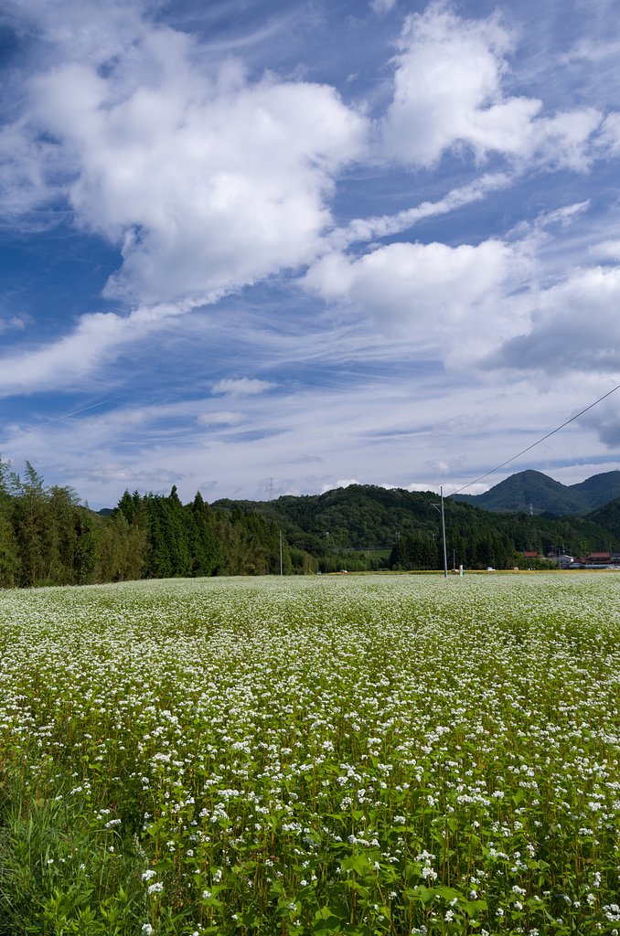 PENTAX-DA 18-135mmF3.5-5.6ED 