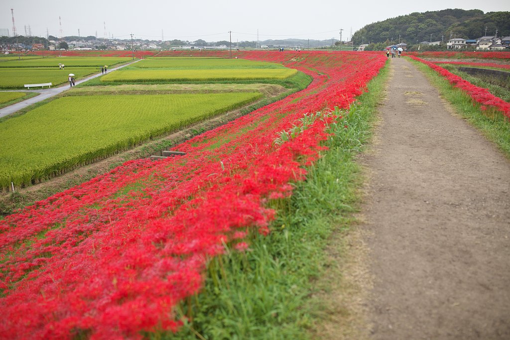 EF35 F1.4LⅡ