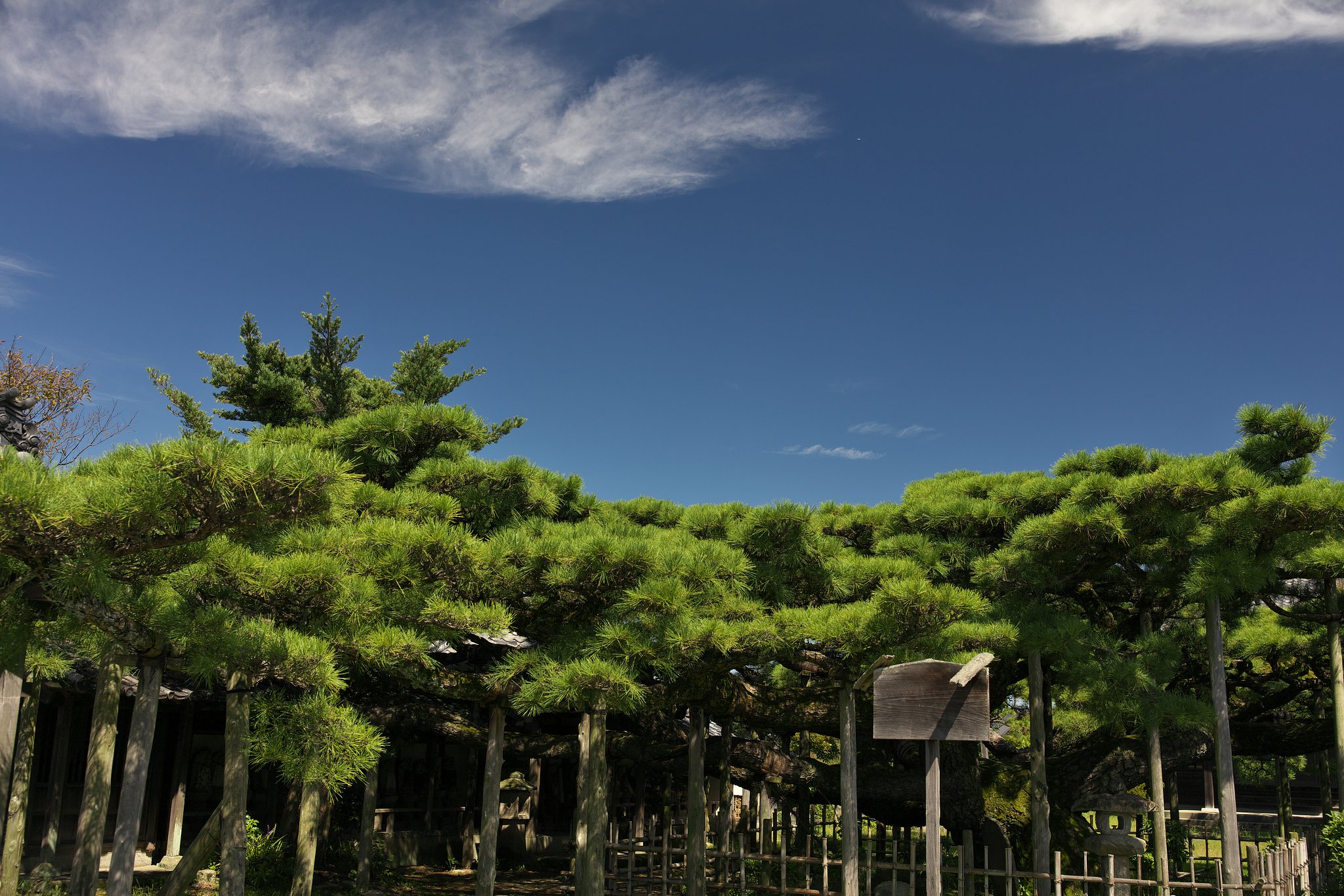 雲龍の松