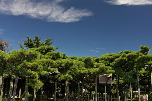 雲龍の松