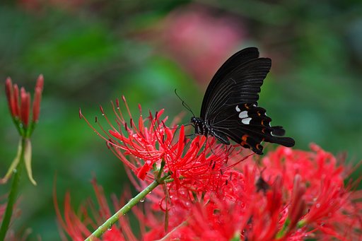 EF500mm F4L IS＋EF1.4Ⅲ