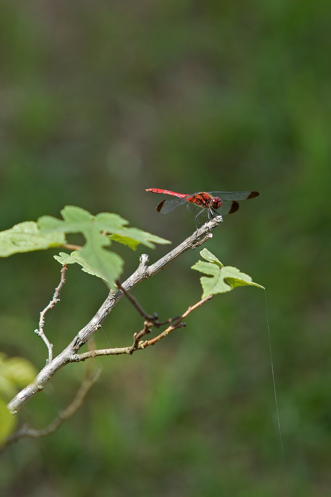 EF70-200mm F2.8 L