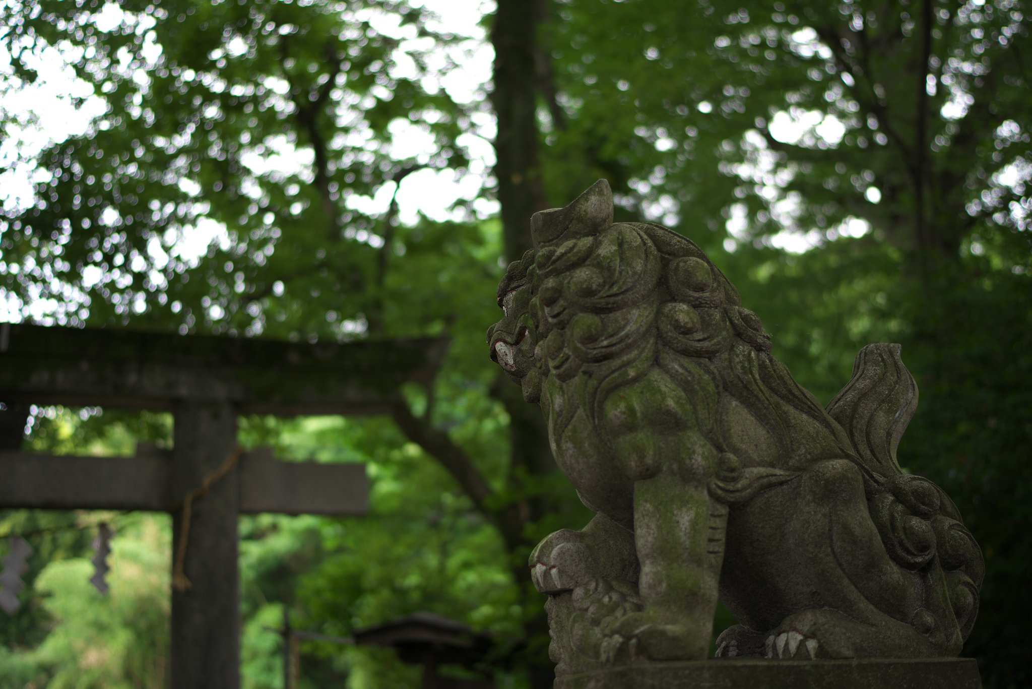 Distagon FE35mm F1.4 ZA