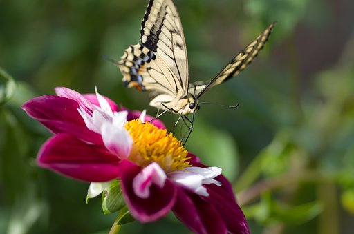 PENTAX-D FA MACRO 100mm F2.8 