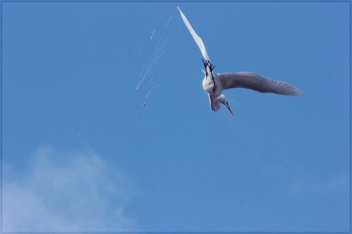 【広がり】大のダイ飛行