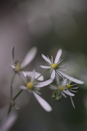 タムロン　SP90mmF2.5マクロ(52BB) 