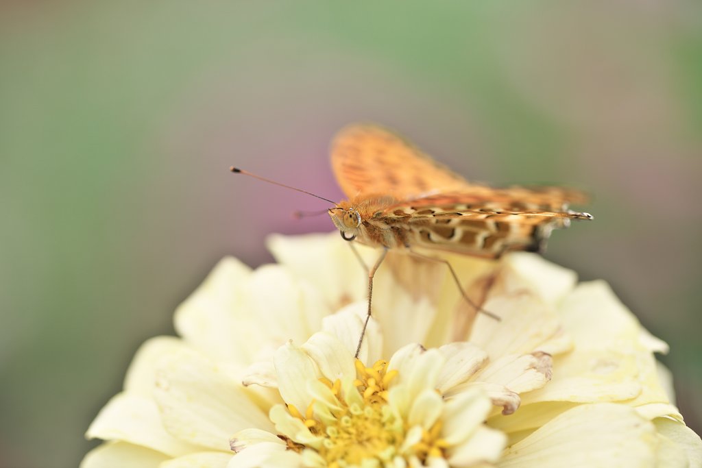 EF100 F2.8L macro IS